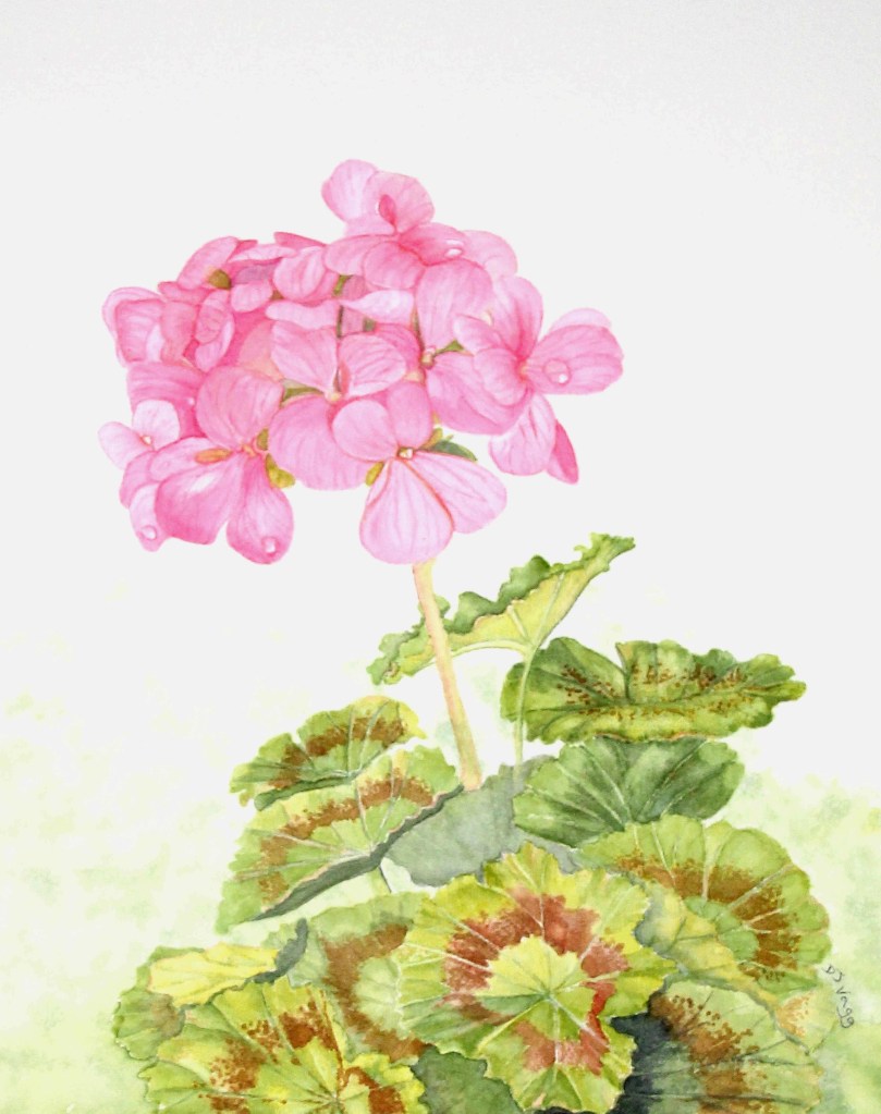 DV464 Pink Geranium